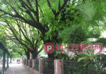 中班美术课件PPT《马路边的树》PPT课件图片
