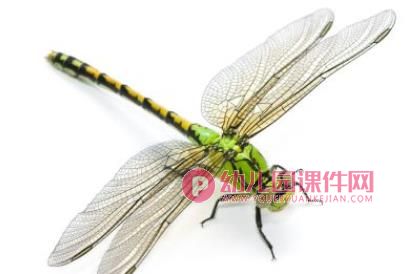 中班美术课件PPT《小蜻蜓》PPT课件图片