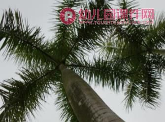 中班美术课件PPT《马路边的树》PPT课件图片