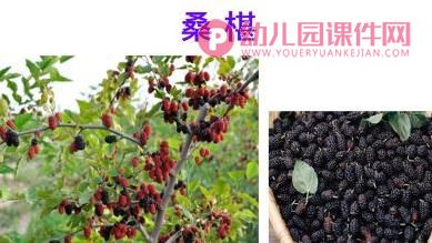 中班美术课件PPT《水果拼盘》PPT课件图片