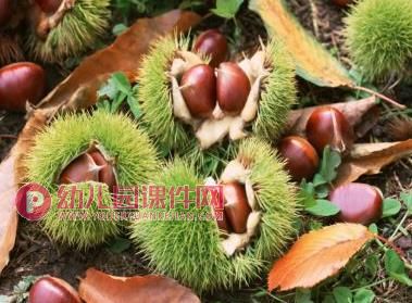 中班美术活动课件PPT《秋天的果实》PPT课件图片