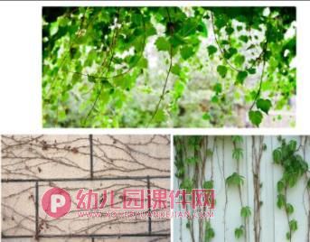 中班美术课件PPT《跳舞的藤蔓》PPT课件图片