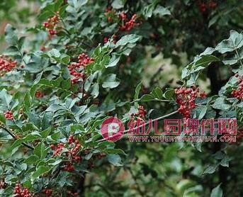 中班绘画课件PPT《路边的树》PPT课件图片