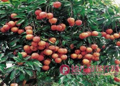 中班美术活动课件PPT《秋天的果实》PPT课件图片