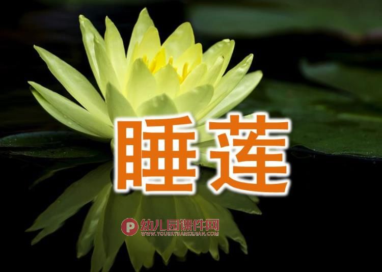 中班美术水粉画课件PPT《睡莲》PPT课件图片