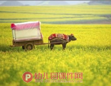 中班美术手指点画课件PPT《美丽的油菜花》PPT课件图片