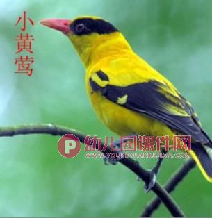 中班美术活动课件PPT《手掌五彩鸟》PPT课件图片