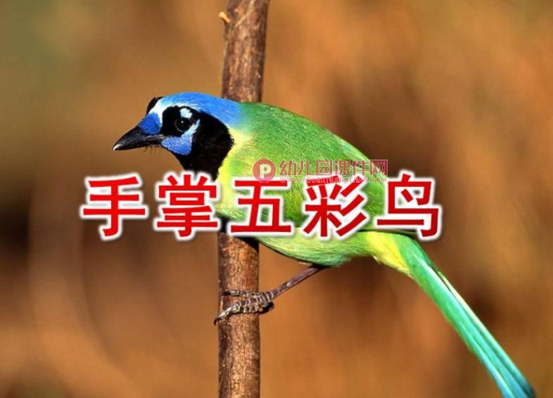 中班美术活动课件PPT《手掌五彩鸟》PPT课件图片