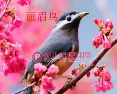 中班美术活动课件PPT《手掌五彩鸟》PPT课件图片