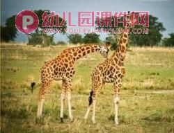 中班美术课件PPT《好心的长颈鹿》PPT课件图片