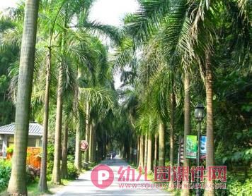 中班绘画课件PPT《路边的树》PPT课件图片