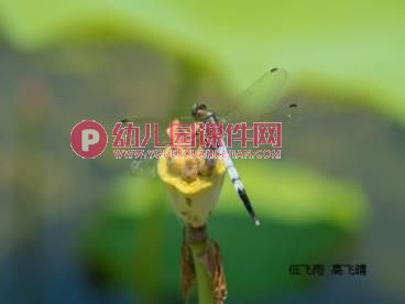 中班美术课件PPT《小蜻蜓》PPT课件图片