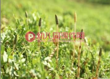 中班美术课件PPT《美丽的春天》PPT课件图片