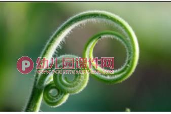 中班美术课件PPT《跳舞的藤蔓》PPT课件图片