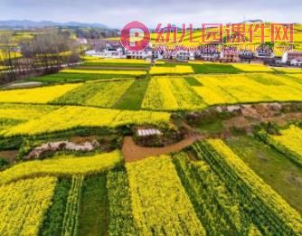 中班美术手指点画课件PPT《美丽的油菜花》PPT课件图片