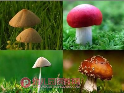 中班美术课件PPT《画蘑菇》PPT课件图片