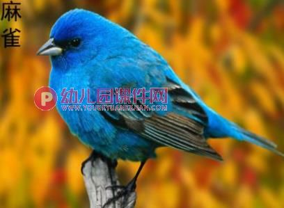 中班美术活动课件PPT《手掌五彩鸟》PPT课件图片