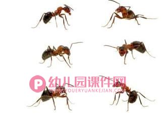 中班美术课件PPT《小蚂蚁》PPT课件图片