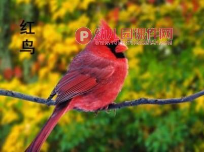 中班美术活动课件PPT《手掌五彩鸟》PPT课件图片