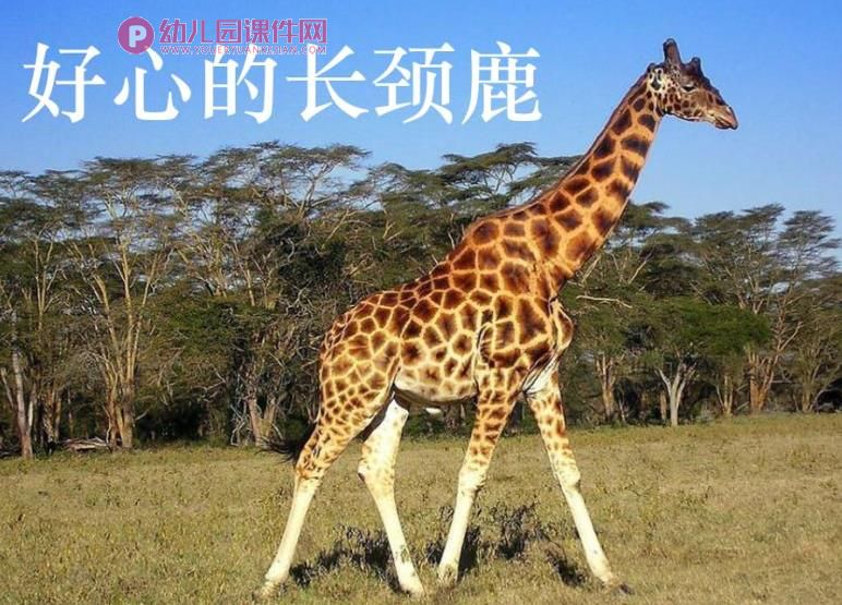 中班美术课件PPT《好心的长颈鹿》PPT课件图片