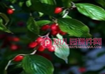 中班美术课件PPT《马路边的树》PPT课件图片