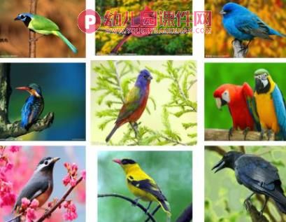 中班美术活动课件PPT《手掌五彩鸟》PPT课件图片