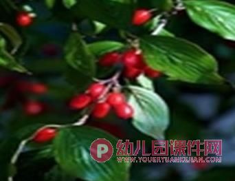 中班绘画课件PPT《路边的树》PPT课件图片