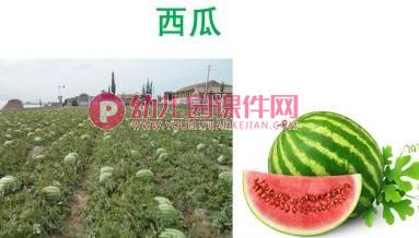 中班美术课件PPT《水果拼盘》PPT课件图片