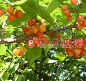 中班美术课件PPT《秋天的果实》PPT课件图片