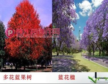 中班绘画课件PPT《路边的树》PPT课件图片