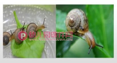 中班美术课件PPT《手指点画-蜗牛》PPT课件图片