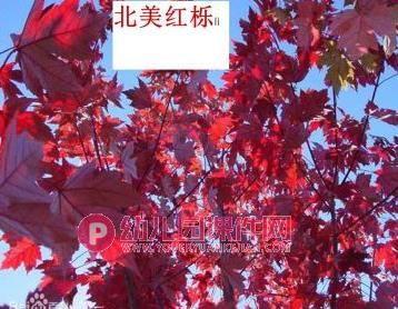 中班绘画课件PPT《路边的树》PPT课件图片