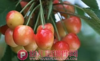 中班美术活动课件PPT《秋天的果实》PPT课件图片