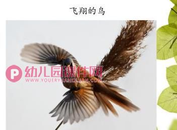 中班美术活动课件PPT《鸟儿满天飞》PPT课件图片