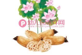 中班美术课件PPT《莲藕印画》PPT课件图片