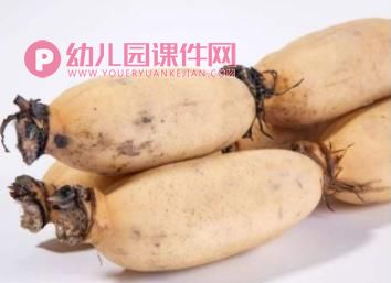 中班美术课件PPT《莲藕印画》PPT课件图片