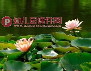 中班美术水粉画课件PPT《睡莲》PPT课件图片