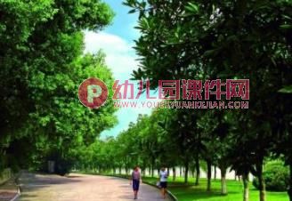 中班美术课件PPT《马路边的树》PPT课件图片