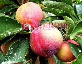 中班美术课件PPT《秋天的果实》PPT课件图片