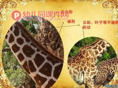 中班美术课件PPT《好心的长颈鹿》PPT课件图片