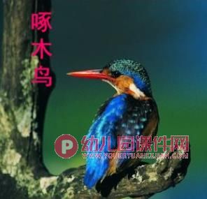 中班美术活动课件PPT《手掌五彩鸟》PPT课件图片