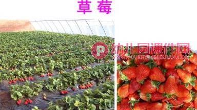 中班美术课件PPT《水果拼盘》PPT课件图片