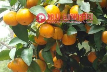 中班美术活动课件PPT《秋天的果实》PPT课件图片