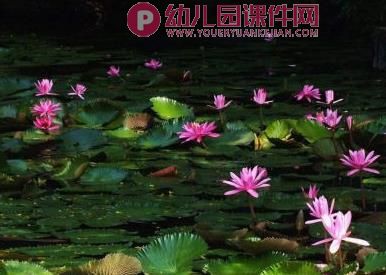 中班美术水粉画课件PPT《睡莲》PPT课件图片