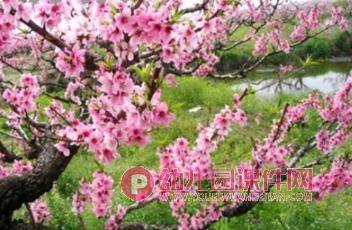 中班美术课件PPT《美丽的春天》PPT课件图片