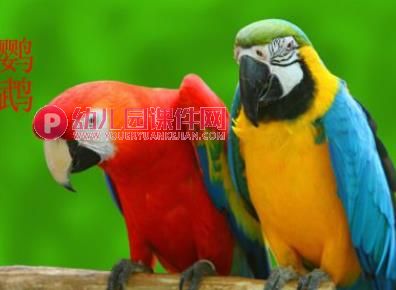 中班美术活动课件PPT《手掌五彩鸟》PPT课件图片