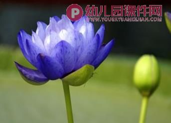 中班美术水粉画课件PPT《睡莲》PPT课件图片