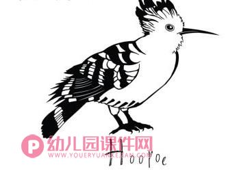 中班美术课件PPT《黑白鸟》PPT课件图片