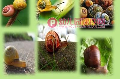 中班美术课件PPT《美丽的大蜗牛》PPT课件图片