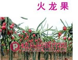 中班美术课件PPT《水果拼盘》PPT课件图片